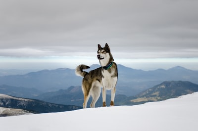 黑色和白色西伯利亚雪橇犬在雪
